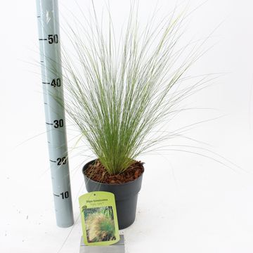 Stipa tenuissima 'Ponytails'