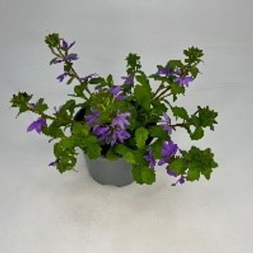 Scaevola aemula
