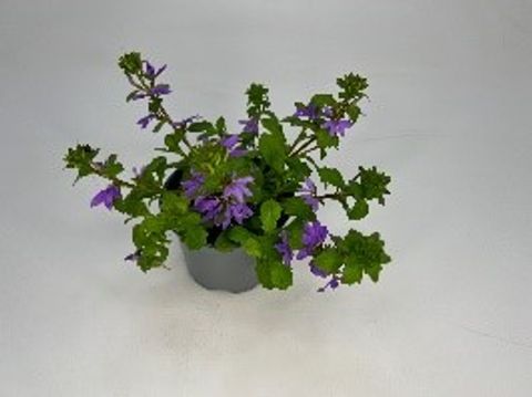 Scaevola aemula