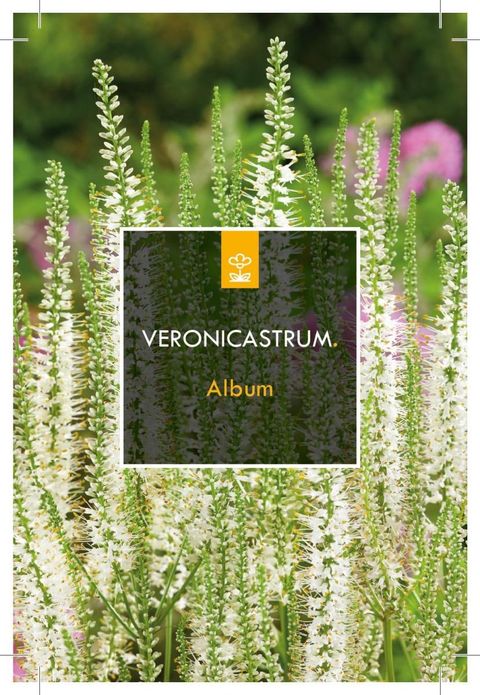 Veronicastrum virginicum 'Album'
