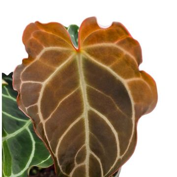 Anthurium 'Surprise Hybrid'