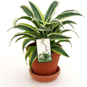 Dracaena MIX