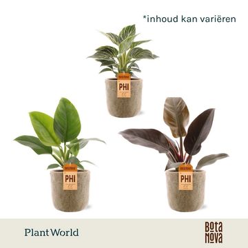 Philodendron MIX