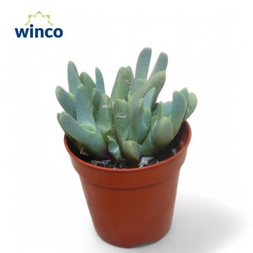 Cheiridopsis denticulata