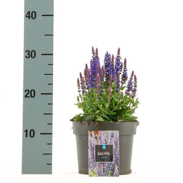 Salvia nemorosa 'Rianne'