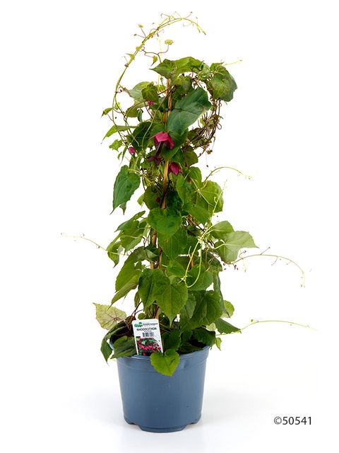 Rhodochiton atrosanguineus