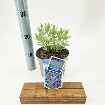 Perovskia atriplicifolia LACEY BLUE