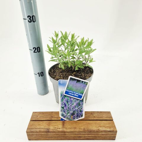 Perovskia atriplicifolia LACEY BLUE