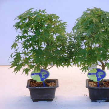 Acer palmatum 'Katsura'