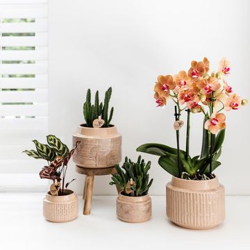 Pot KOLIBRI HOME MAZE