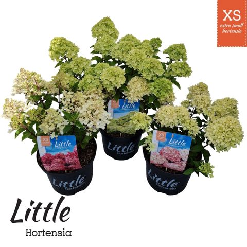 Hydrangea paniculata LITTLE XS MIX