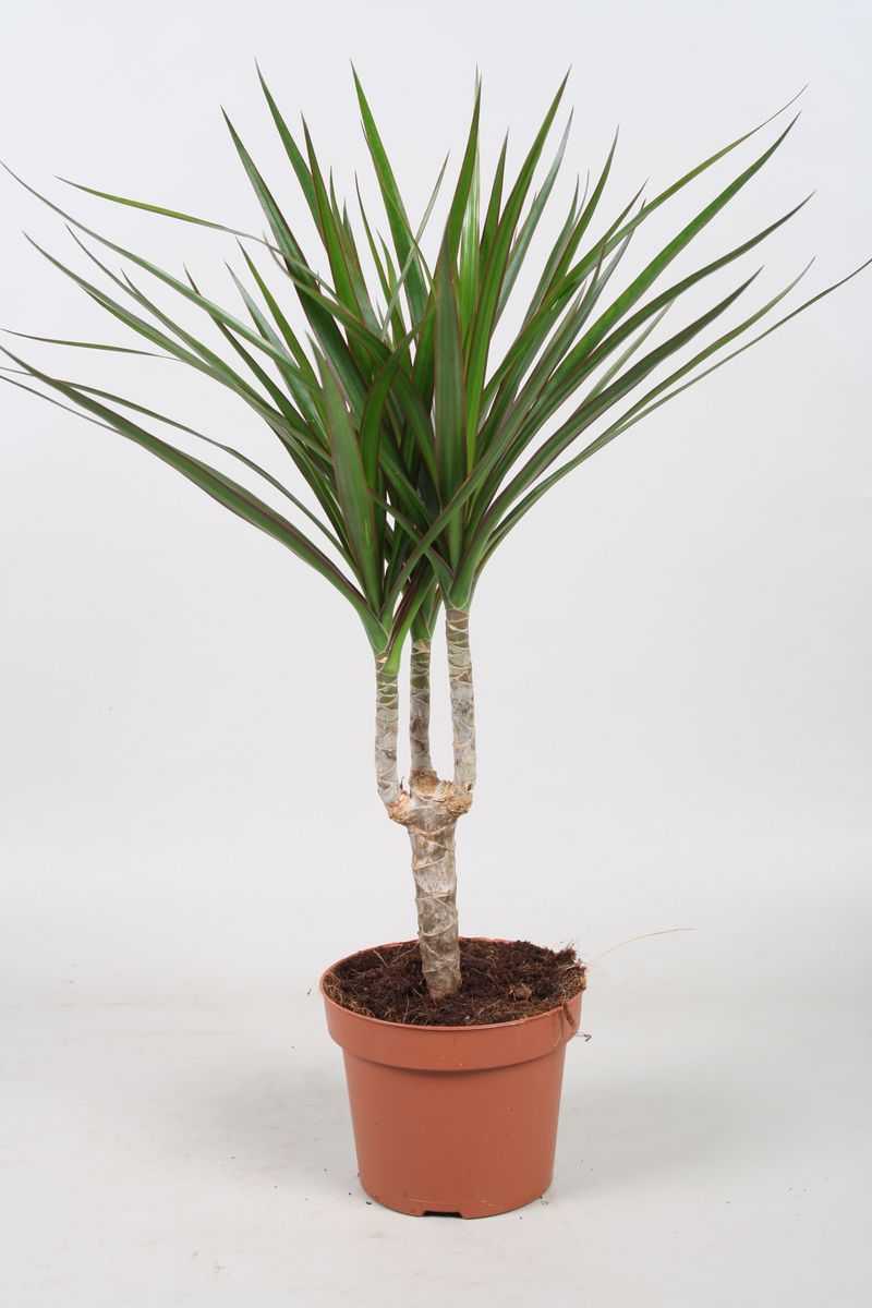 Dracaena marginata  Hurtownia rolin FlorAccess