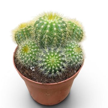 Notocactus magnificus