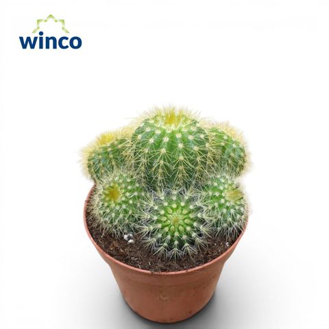 Notocactus magnificus