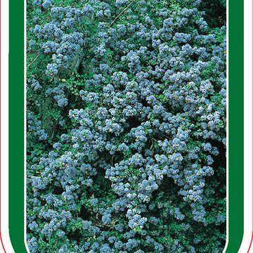 Ceanothus impressus