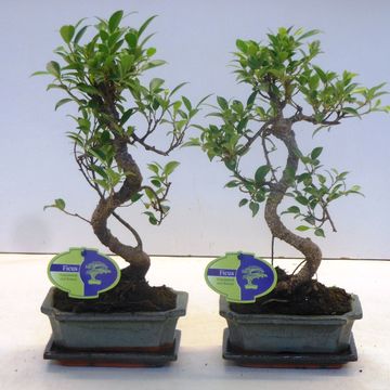 Ficus retusa