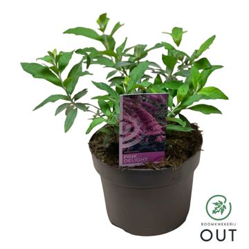 Buddleja davidii 'Пинк Делайт'
