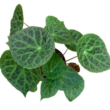 Begonia phuthoensis