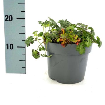 Geranium x cantabrigiense 'St Ola'