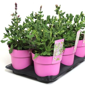 Salvia nemorosa 'Salute Light Pink'