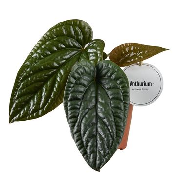 Anthurium luxurians x radicans