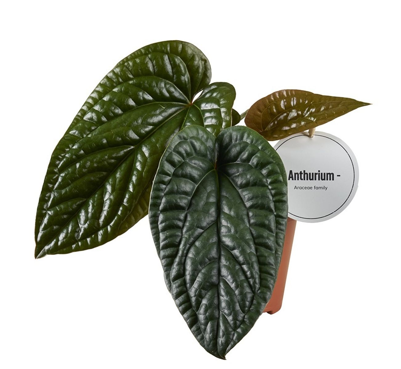 Anthurium luxurians x radicans — Рослини оптом FlorAccess