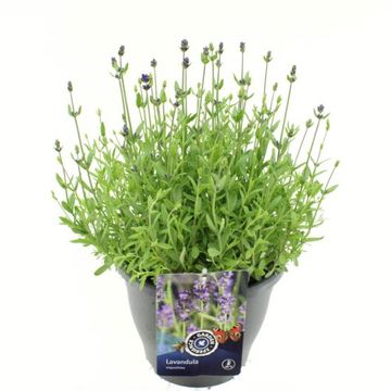 Lavandula angustifolia BLUE SCENT
