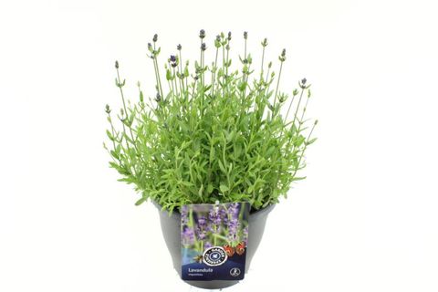 Lavandula angustifolia BLUE SCENT