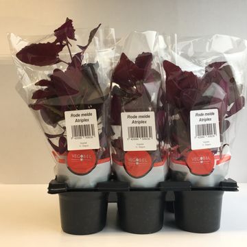 Atriplex hortensis 'Rubra'