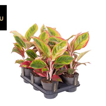 Aglaonema 'Jamaica Red'