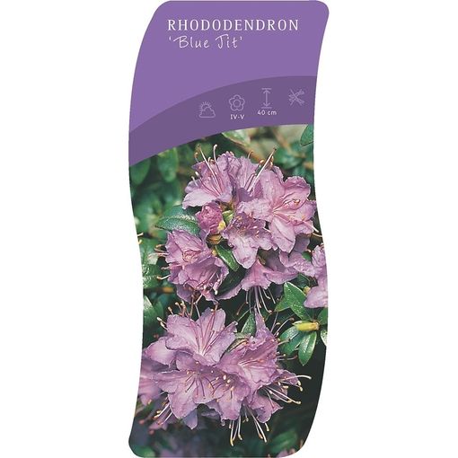 Rhododendron 'Блю Тит'