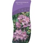 Rhododendron 'Блю Тит'