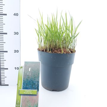 Panicum virgatum 'Prairie Sky'