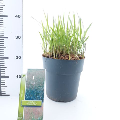 Panicum virgatum 'Prairie Sky'