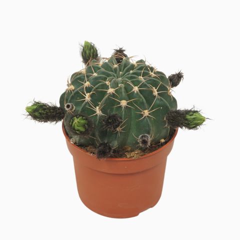 Echinopsis x Lobivia