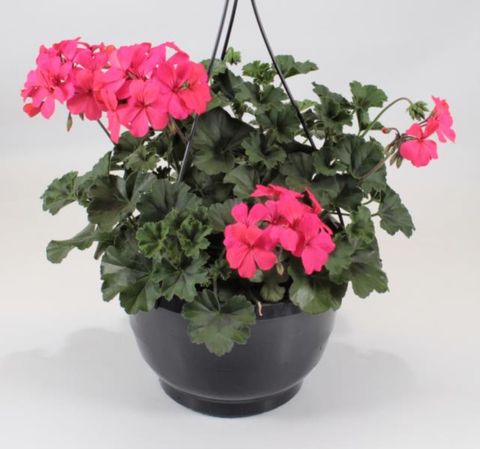 Pelargonium CALLIOPE MIX