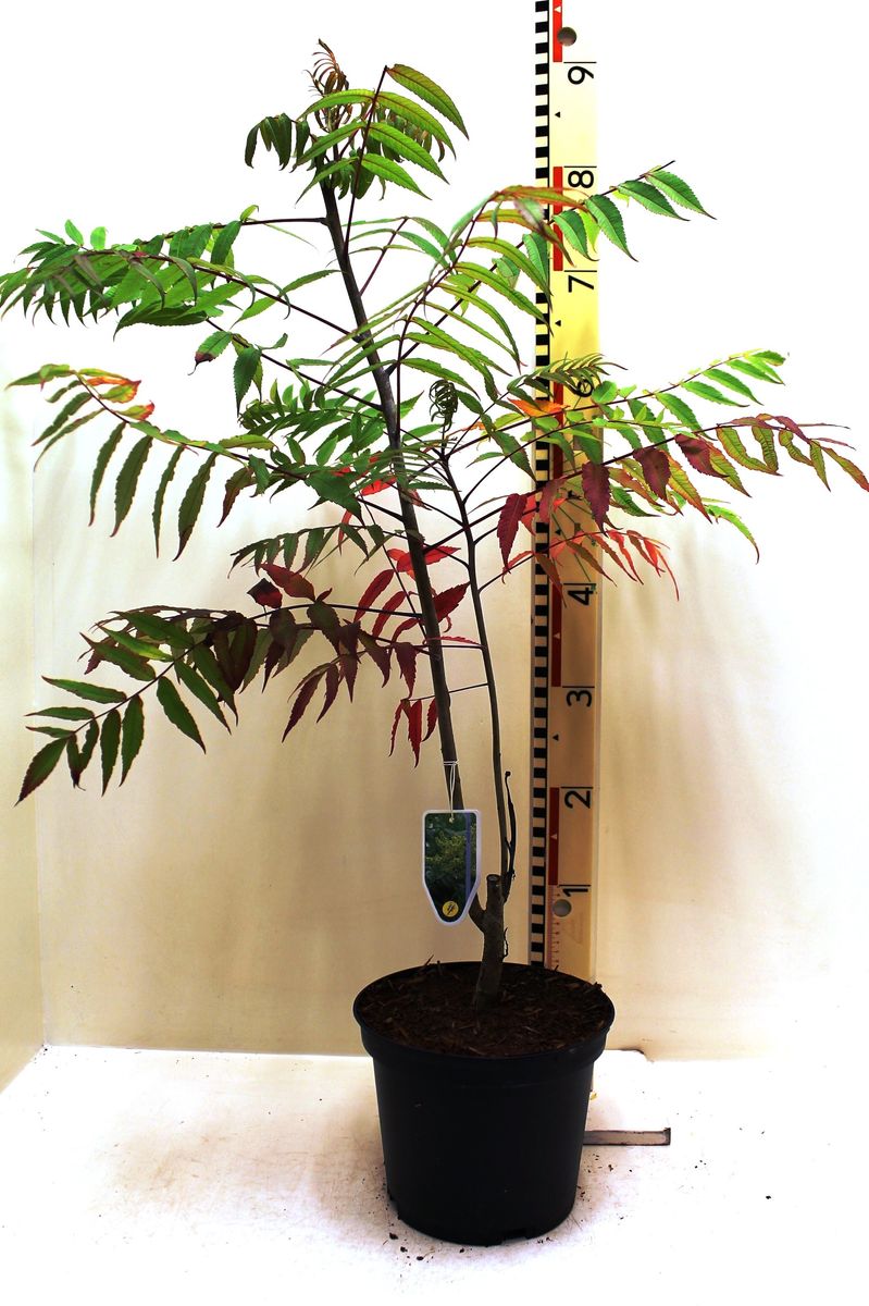 Rhus glabra — Plant Wholesale FlorAccess