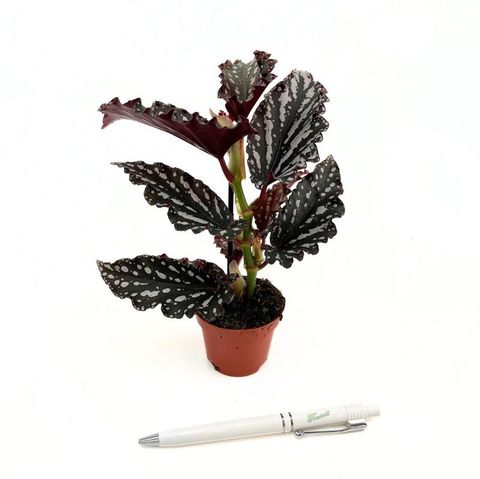 Begonia maculata 'Ruby Compact'