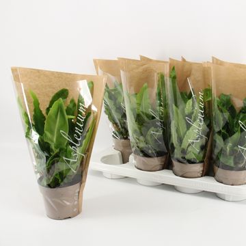 Asplenium scolopendrium