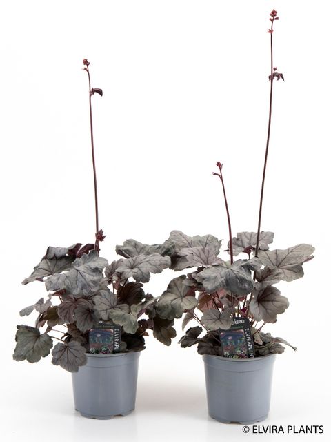 Heuchera 'Silver Gumdrop'