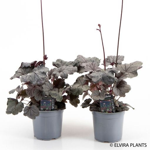 Heuchera 'Silver Gumdrop'