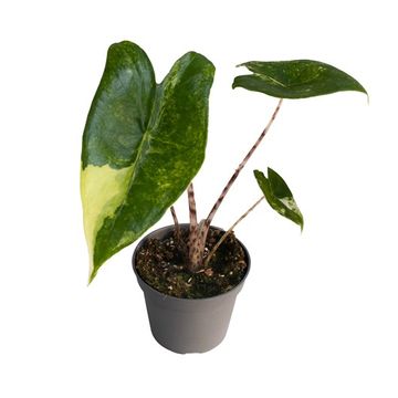 Alocasia zebrina 'Aurea Variegata'