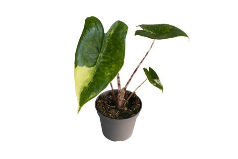 Alocasia zebrina 'Aurea Variegata'