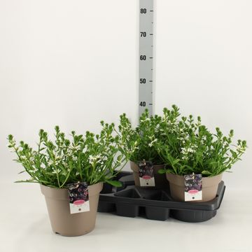 Scaevola aemula WHITE TOUCH