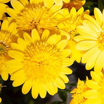 Osteospermum 3D DEEP SUN