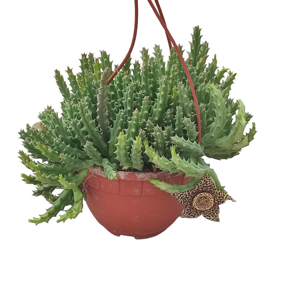 künstliche weihnachtsbaum test Künstlicher Weihnachtsbaum main image 0