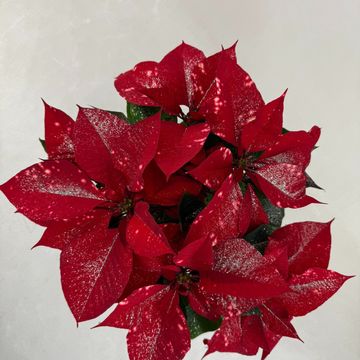 Euphorbia pulcherrima FANTASY STAR RED