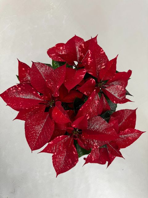 Euphorbia pulcherrima FANTASY STAR RED