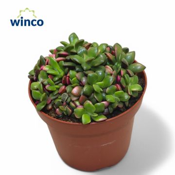 Anacampseros rufescens 'Sunrise'