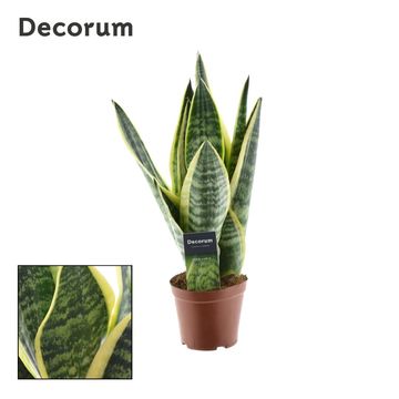 Sansevieria trifasciata 'Futura Superba'